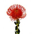 Pincushion - Leucospermum - Red